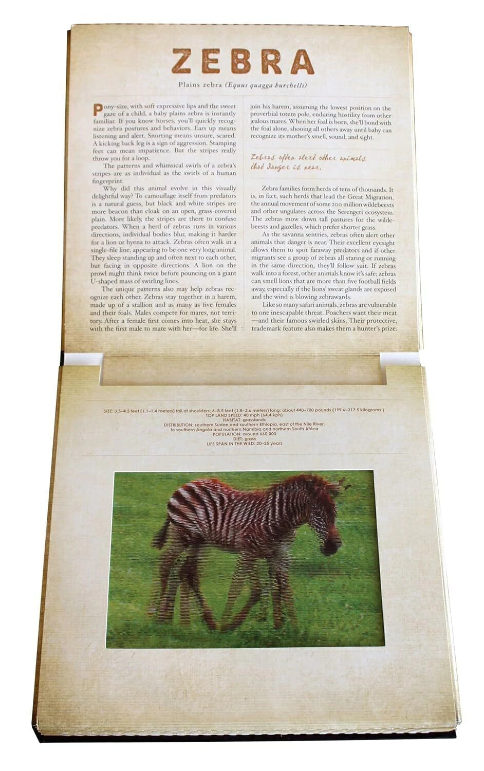Safari A Photicular Book