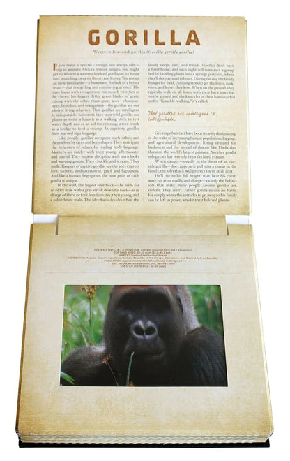 Safari A Photicular Book